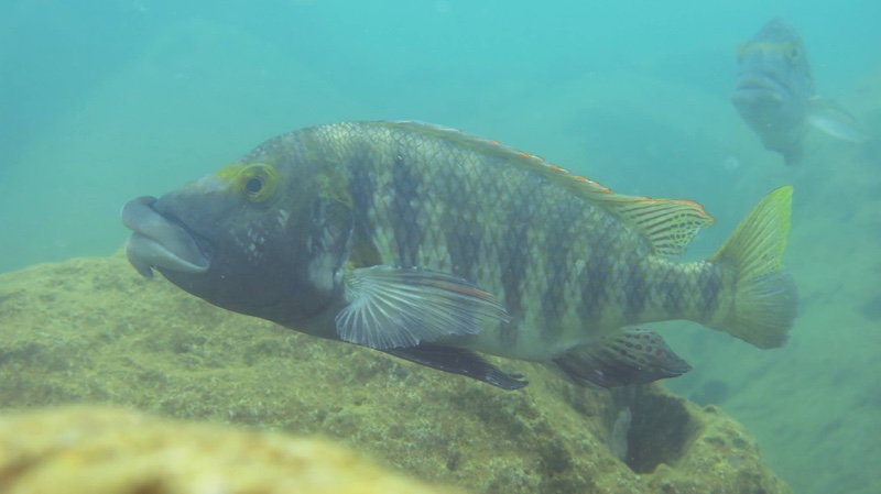 Lobochilotes labiatus 'Magara'